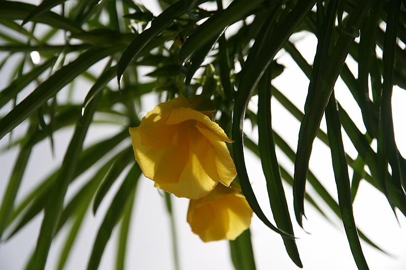 Kanary_2010 062